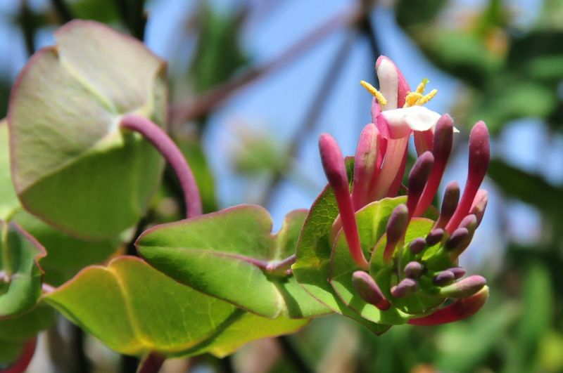 Lonicera implexa / Caprifoglio mediterraneo